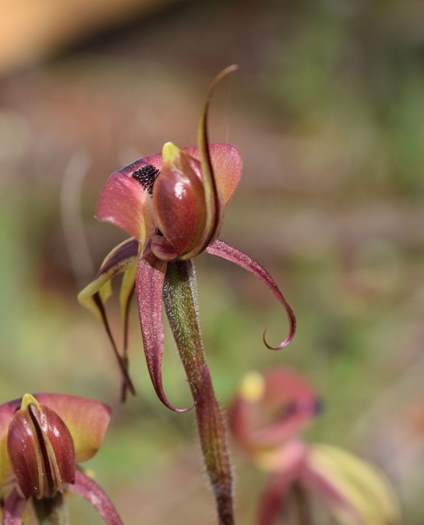 Chiloglottis formicifera Ant  Orchid 008.JPG